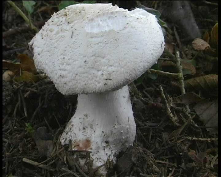 Agaricus benesii   (Pilat)  Singer
